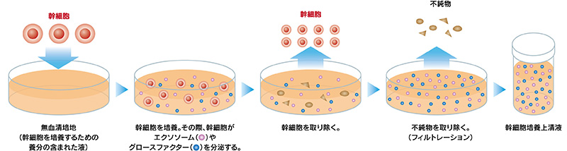幹細胞培養上清液が出来上がるまで
